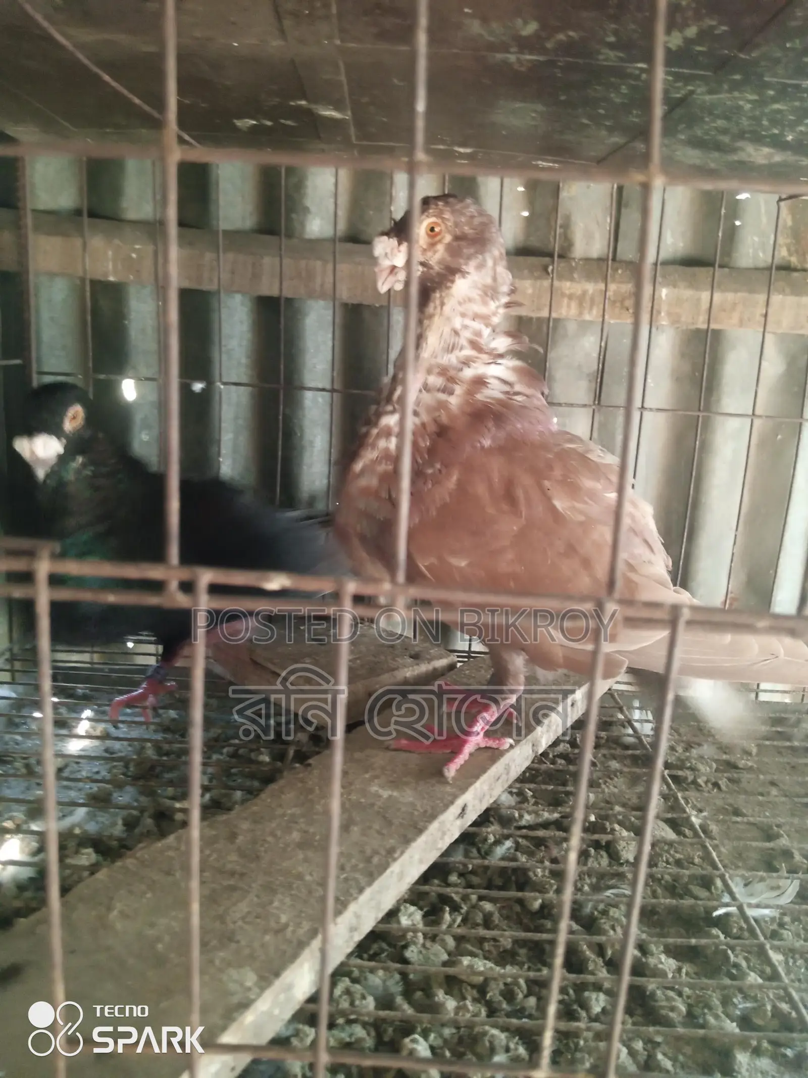 Running Spanish Pouter Pigeons