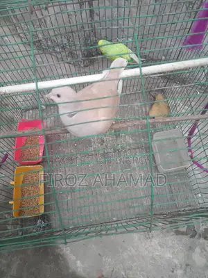 1 Australian Dove and Budgie