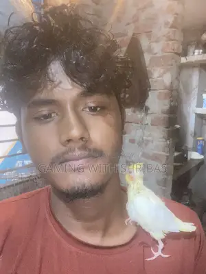 Cockatiel Bird Chick
