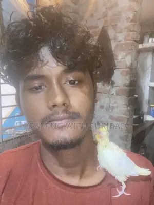 Cockatiel Bird Chick