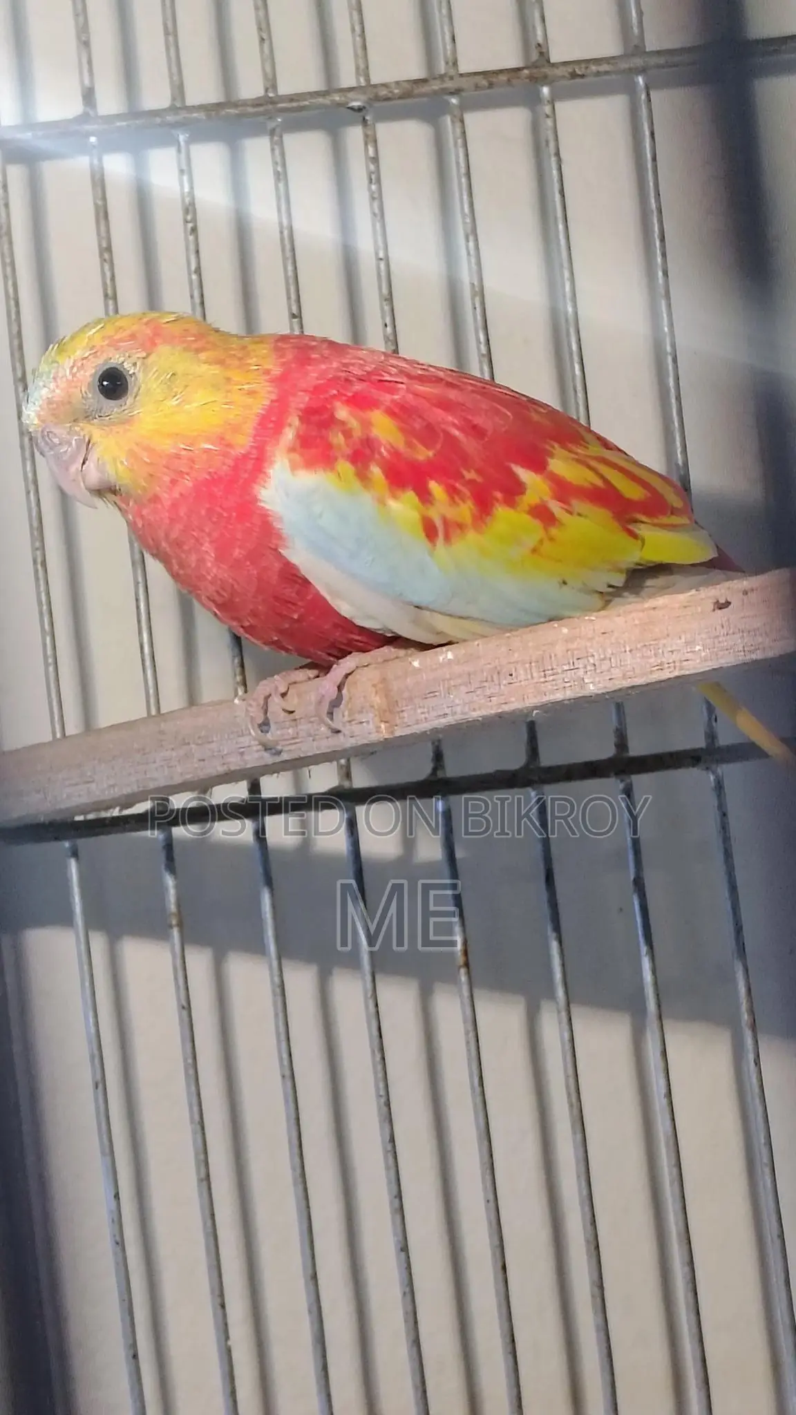 Rubino Turkuijen Female