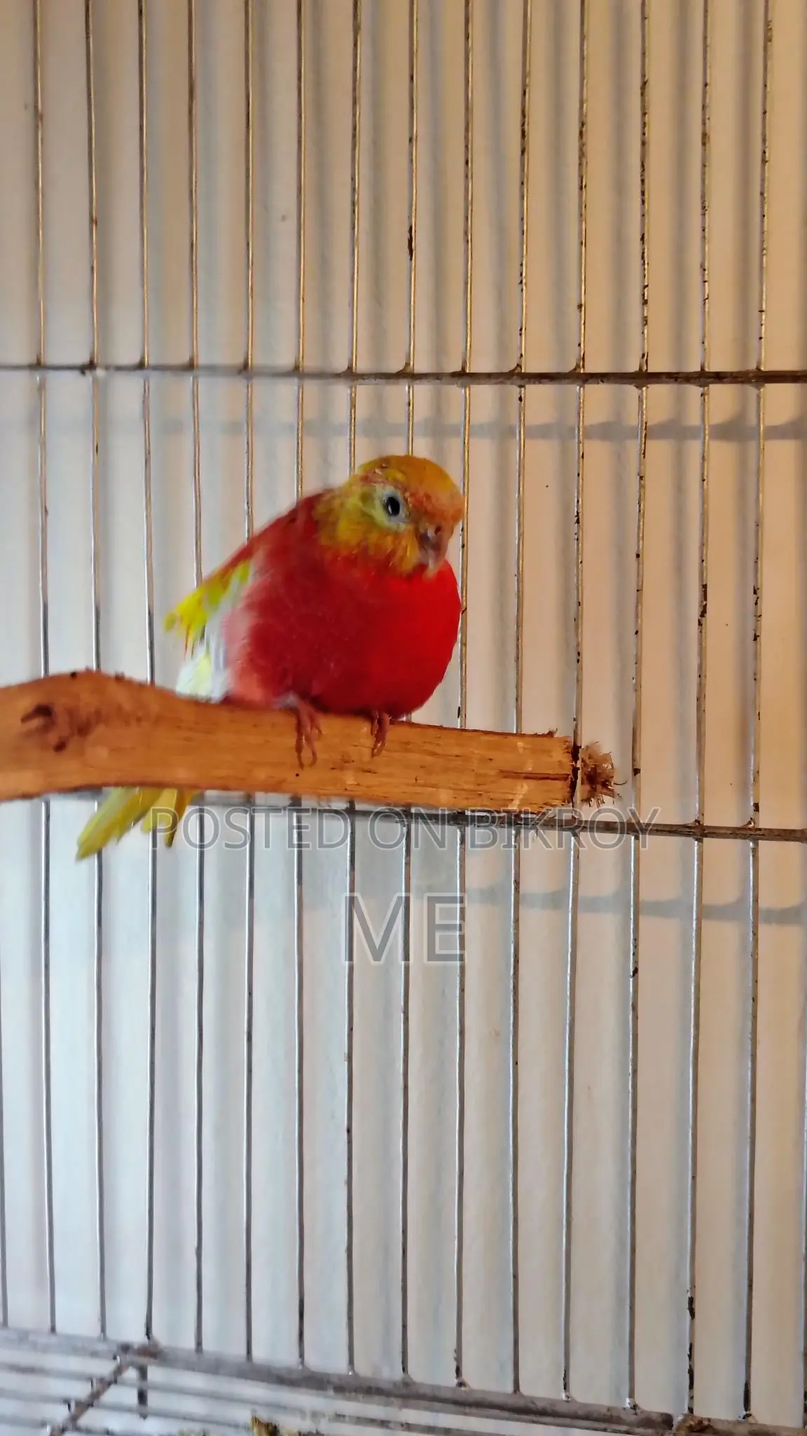 Rubino Turkuijen Female