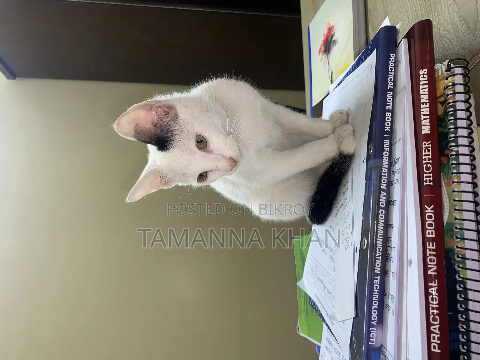 মিশ্র জাতের পুরুষ বিড়াল