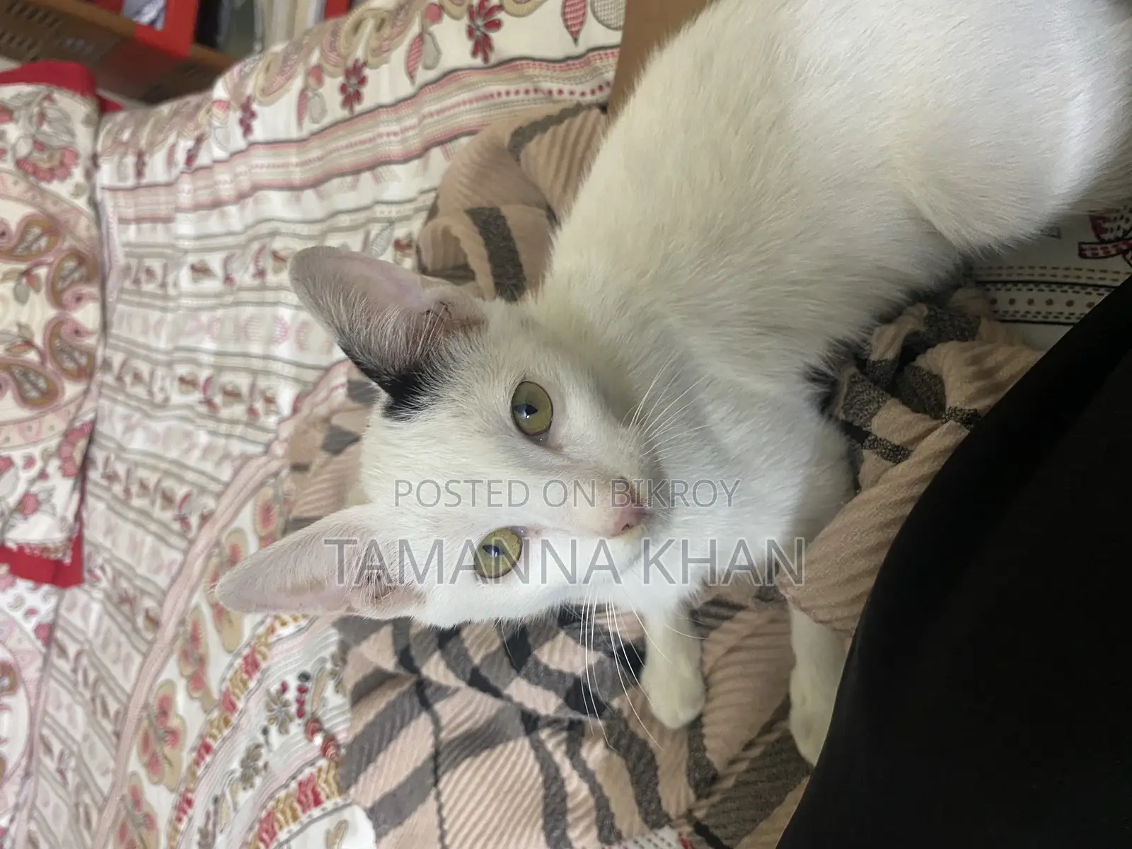 মিশ্র জাতের পুরুষ বিড়াল