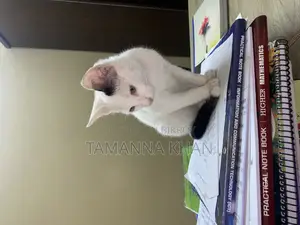 মিশ্র জাতের পুরুষ বিড়াল