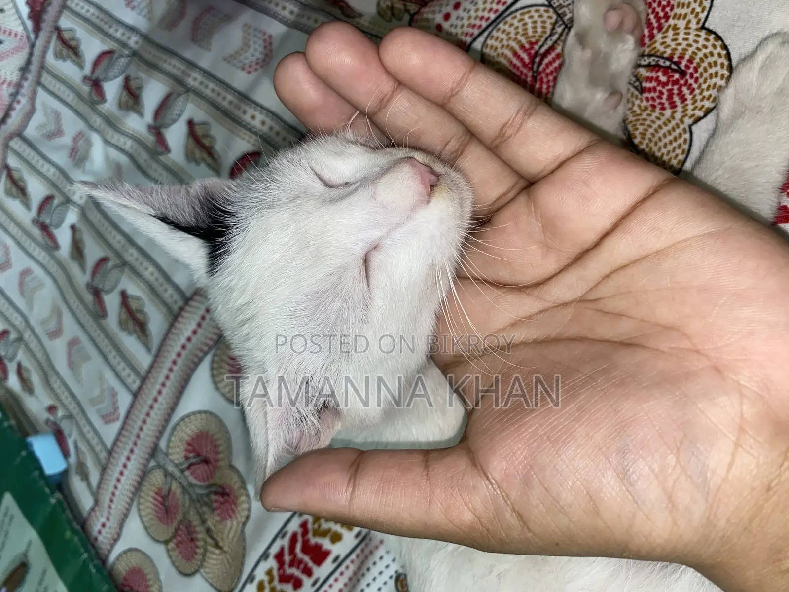 মিশ্র জাতের পুরুষ বিড়াল