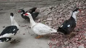 চিনা হাস