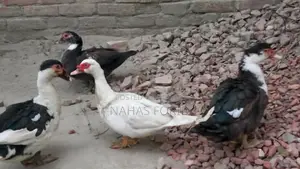 চিনা হাস