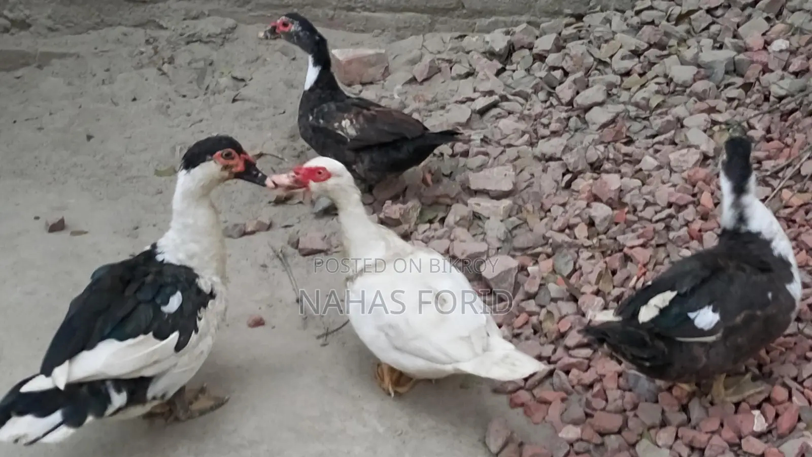 চিনা হাস