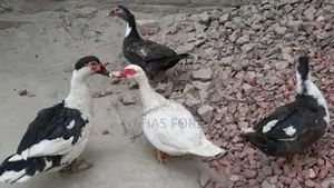 চিনা হাস