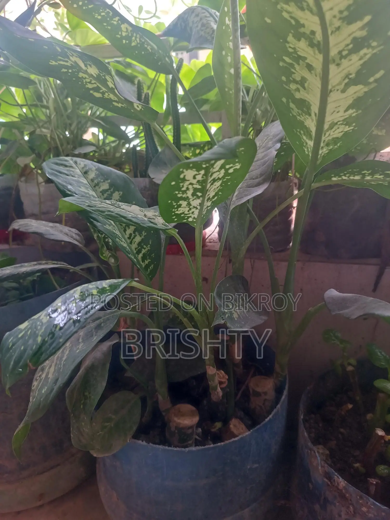 Plants for Sale