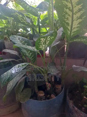 গাছ সেল