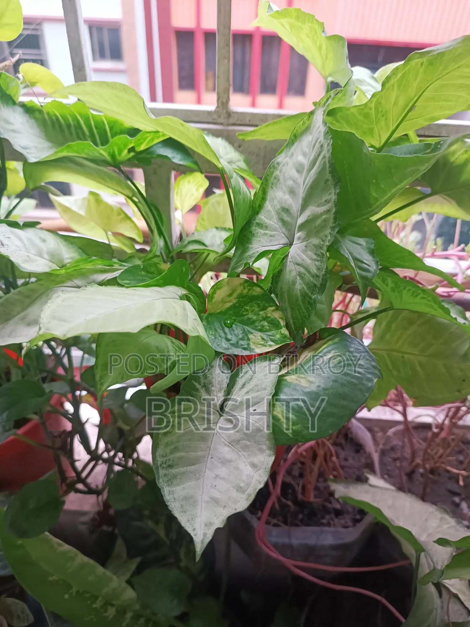 Plants for Sale