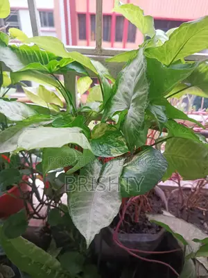Plants for Sale