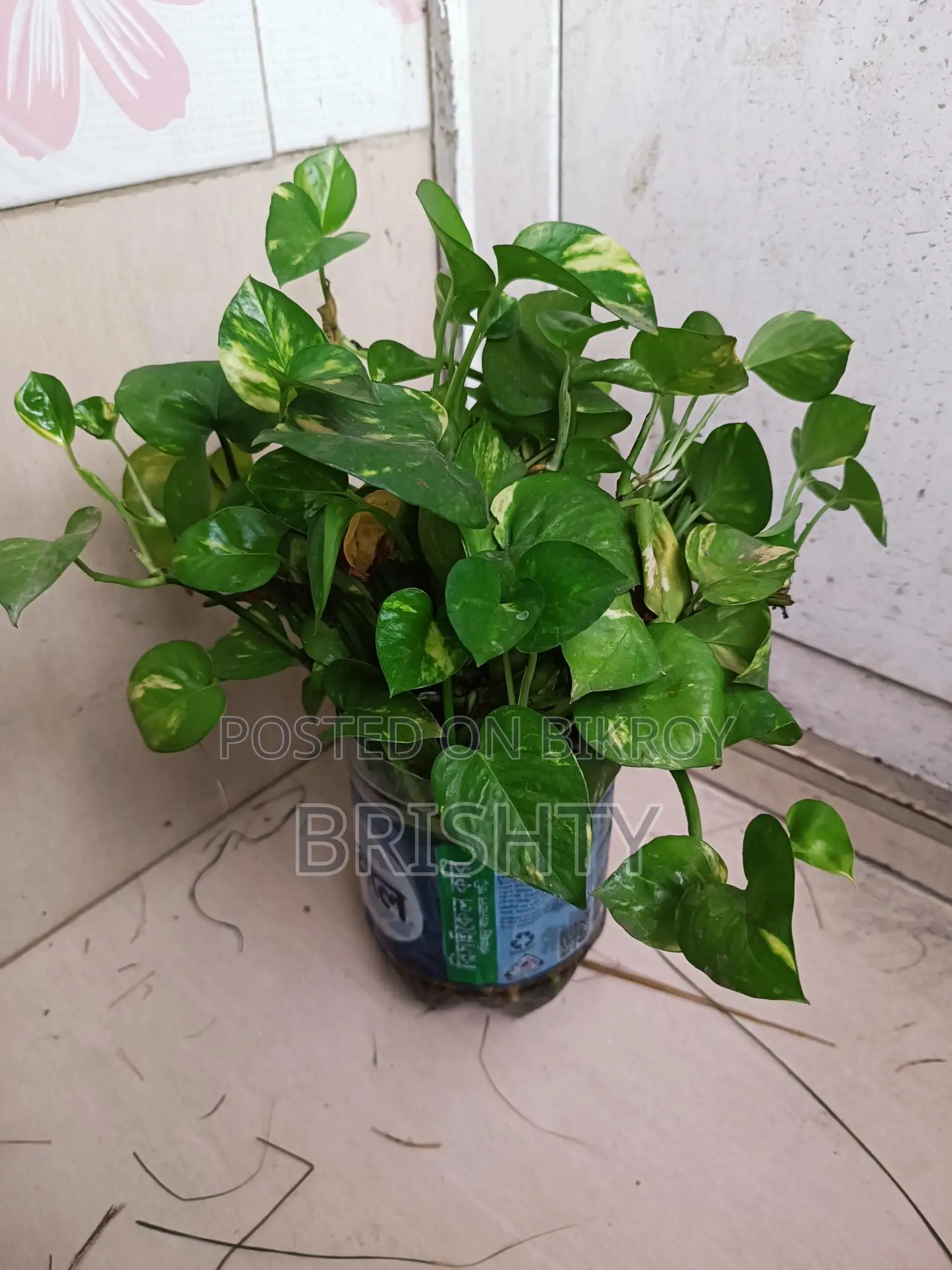 Plants for Sale