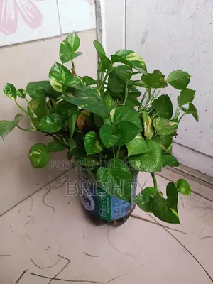 Plants for Sale