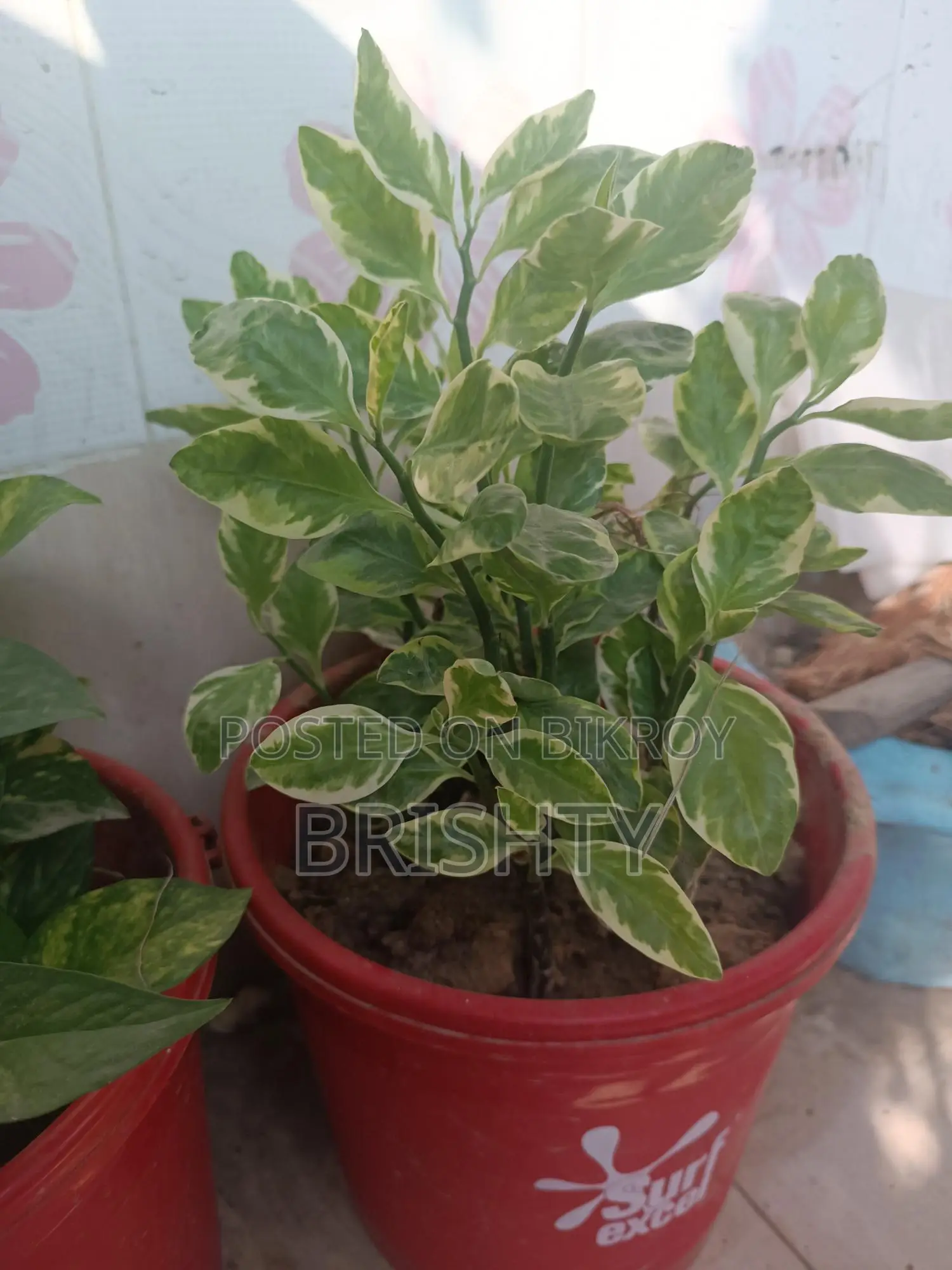 Plants for Sale