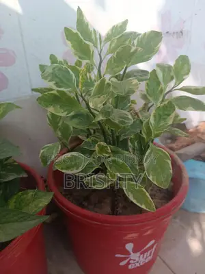 Plants for Sale