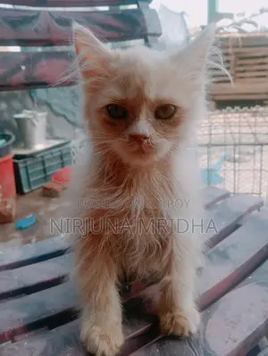 Persian Cat