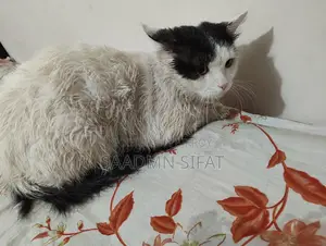 Persian Cat For Adoption