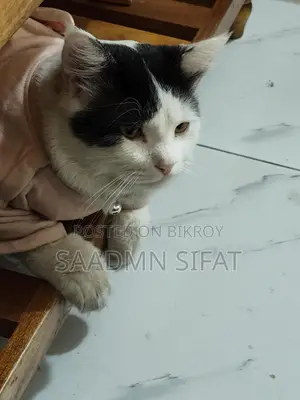 পার্সিয়ান বিড়াল দত্তক নেওয়ার জন্য