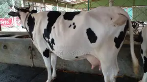 ৯৭৪ নং উন্নত জাতের গাভী বিক্রয় হবে অল্প দামে ।
