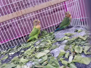 Bird For Sale