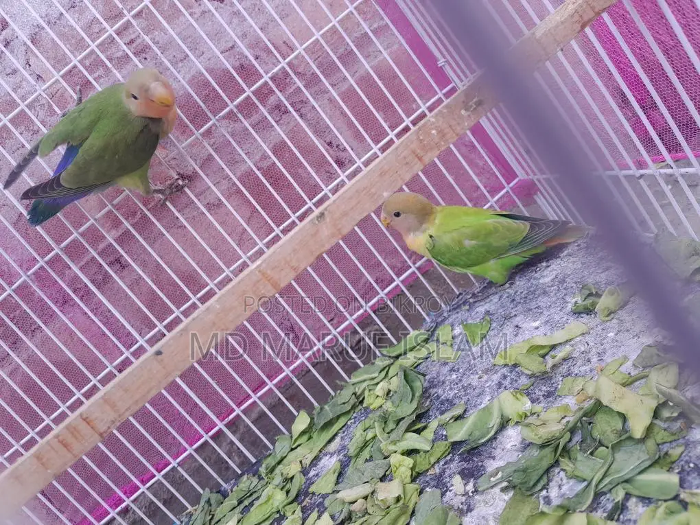 Bird For Sale