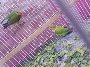 Bird For Sale