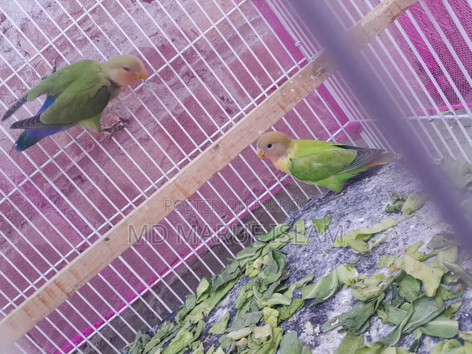 Bird For Sale
