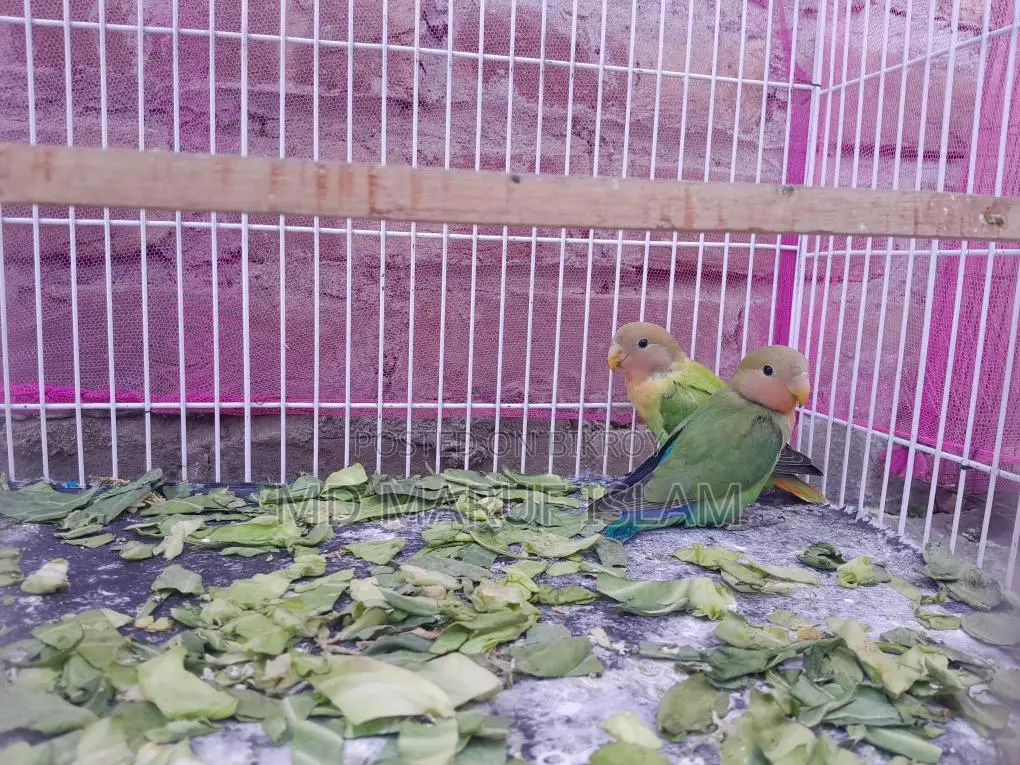 Bird For Sale