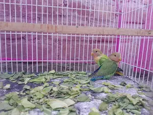 Bird For Sale