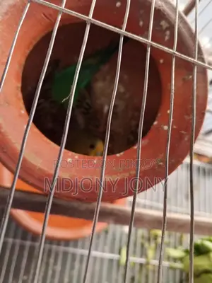 বাজিগার পাখি