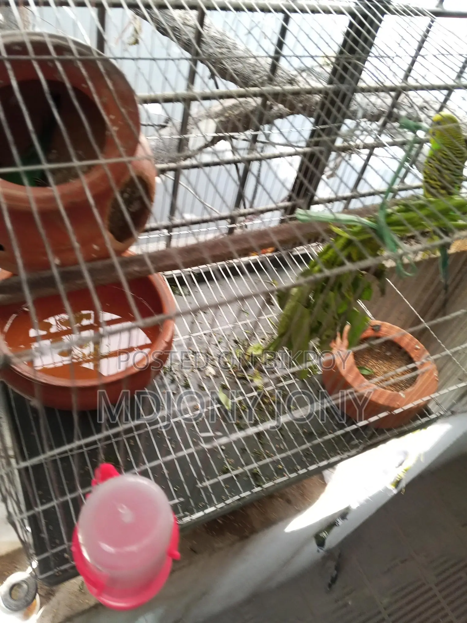 বাজিগার পাখি
