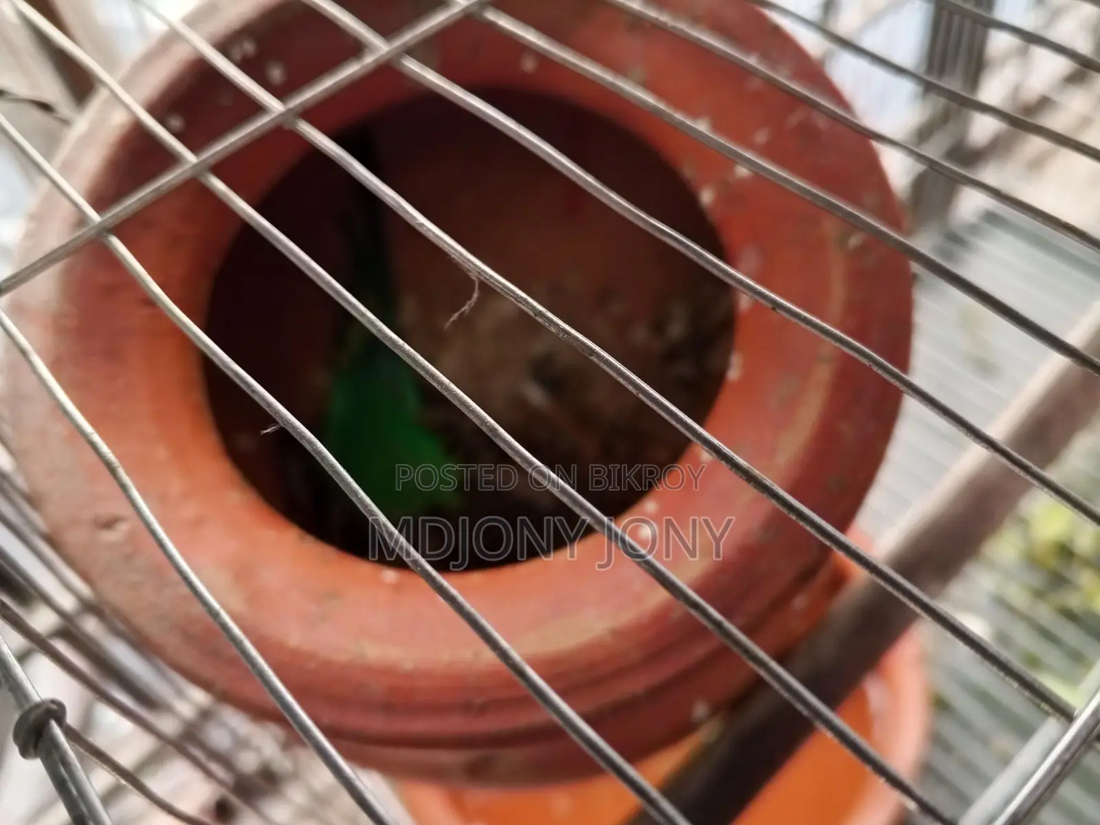 বাজিগার পাখি