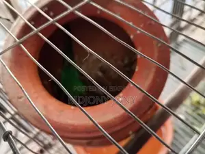 বাজিগার পাখি