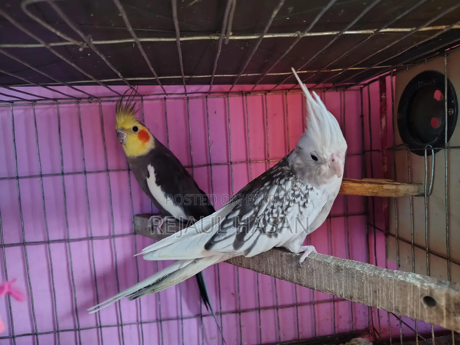 জোড়া রানিং ককাটেল পাখি বিক্রির জন্য
