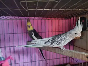 জোড়া রানিং ককাটেল পাখি বিক্রির জন্য
