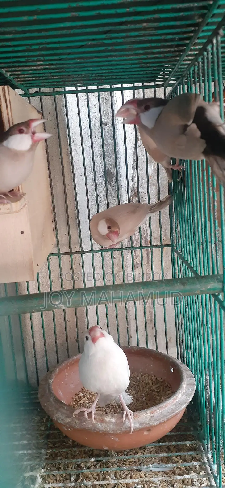 জাবা পাখি বিক্রি করা হবে।