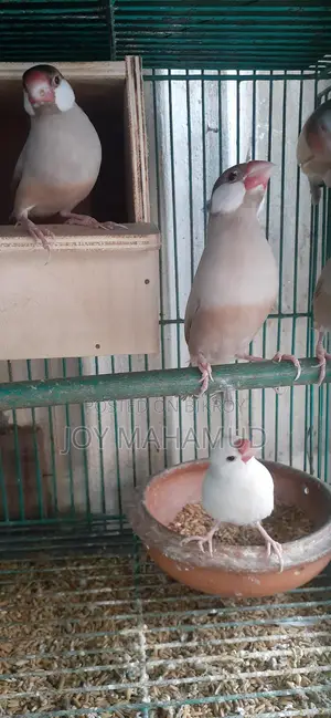 জাবা পাখি বিক্রি করা হবে।