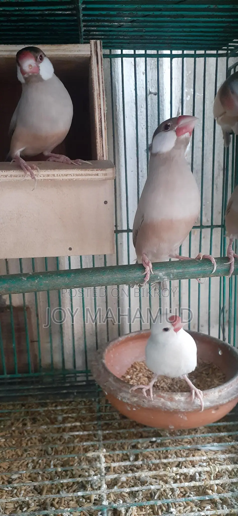জাবা পাখি বিক্রি করা হবে।