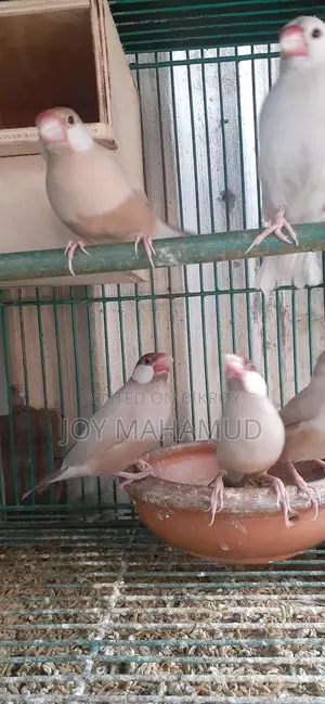 জাবা পাখি বিক্রি করা হবে।