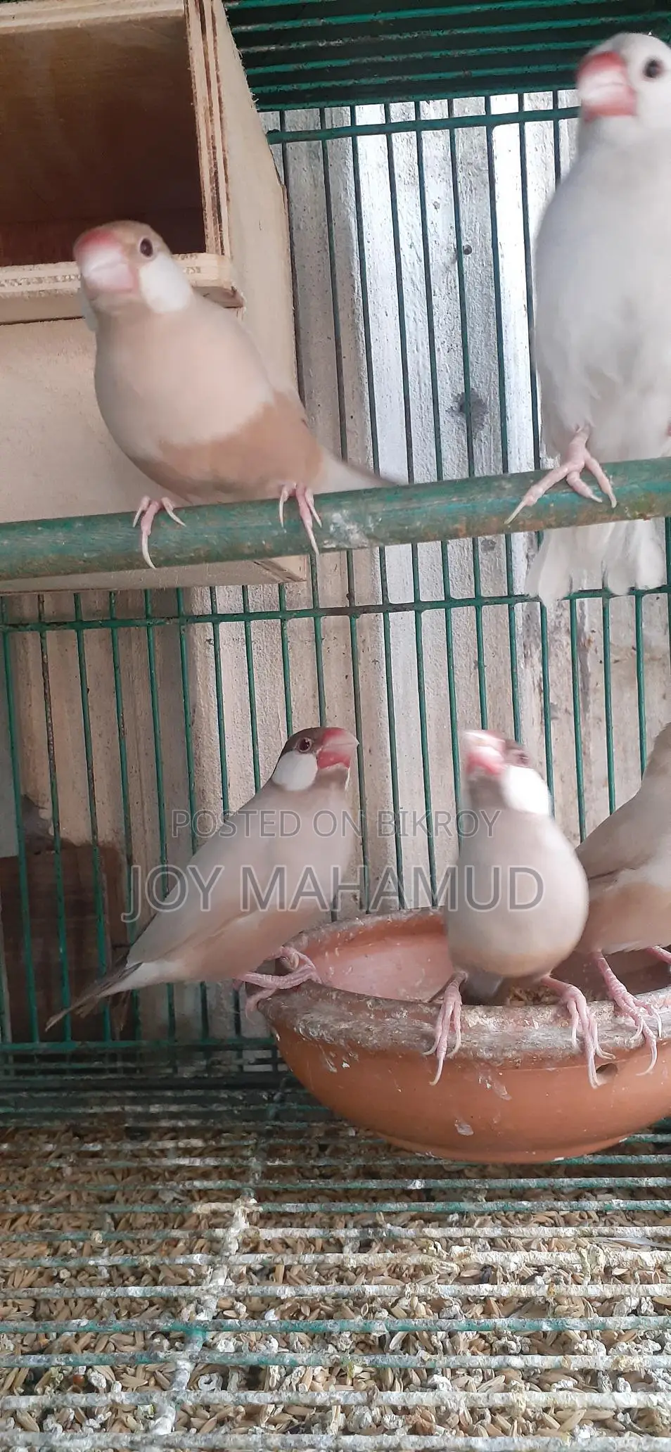 জাবা পাখি বিক্রি করা হবে।