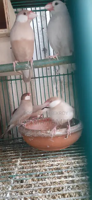 জাবা পাখি বিক্রি করা হবে।