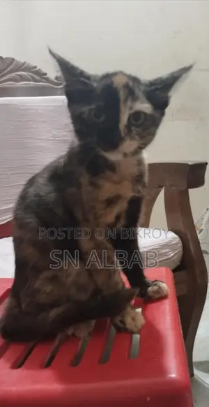 cat sale