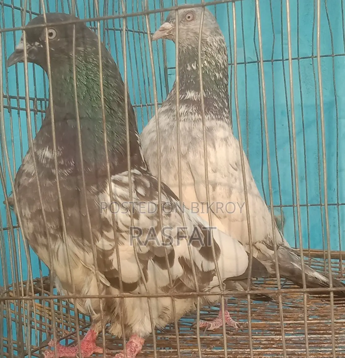 কবুতর বিক্রি হবে