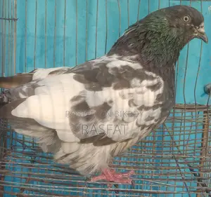 কবুতর বিক্রি হবে
