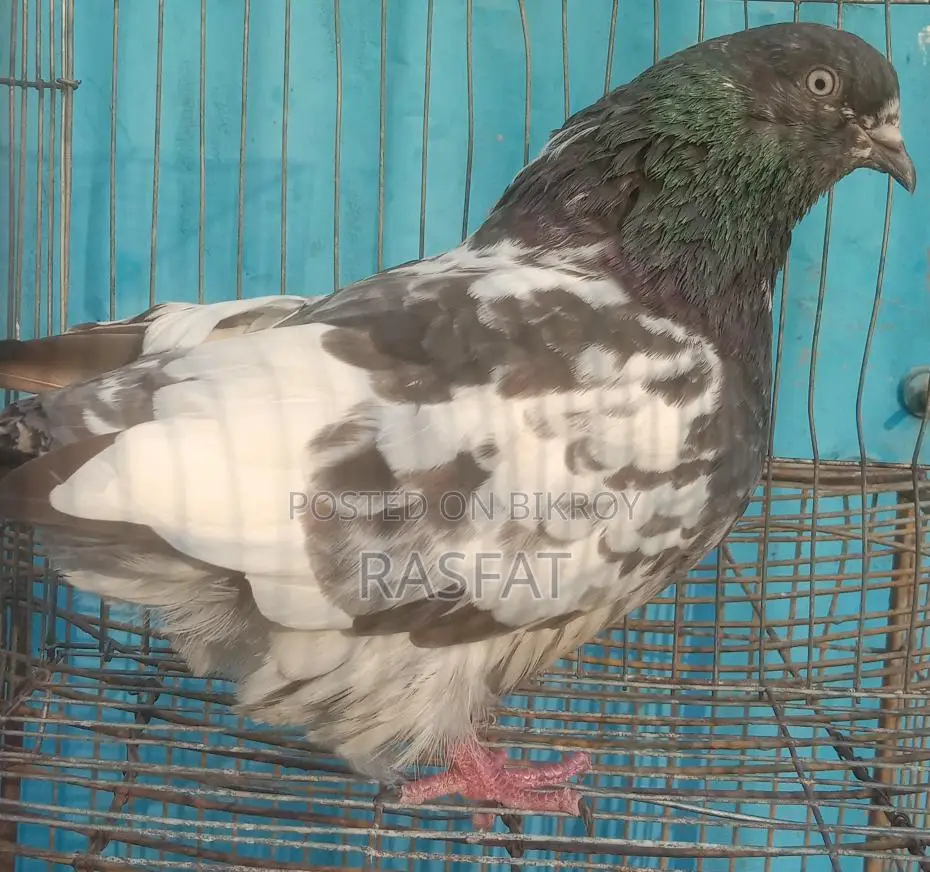 কবুতর বিক্রি হবে