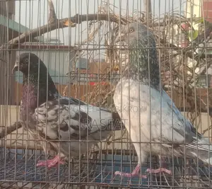 কবুতর বিক্রি হবে