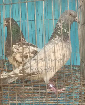 কবুতর বিক্রি হবে